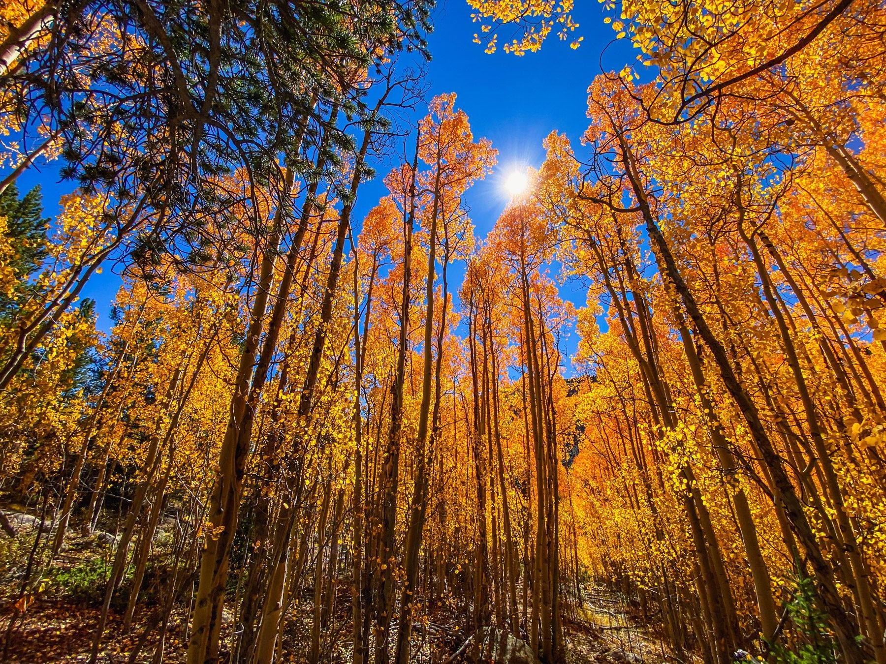 A photo of a blue sky above golden aspens during the fall with the sun in the sky.